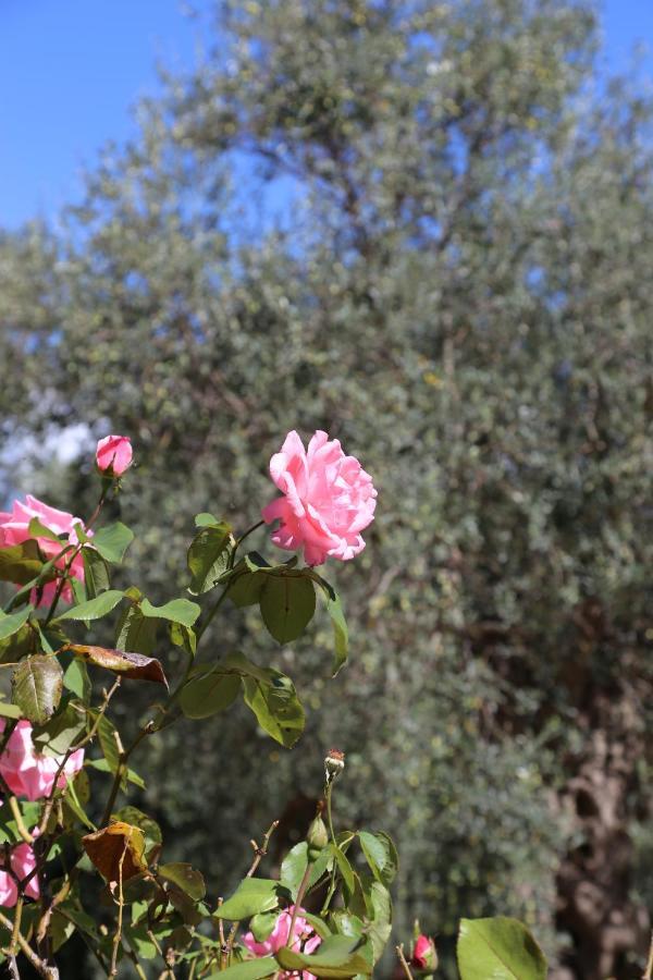 La Masseria Pietramarmo Caiazzo - App To Con Vista Exterior photo